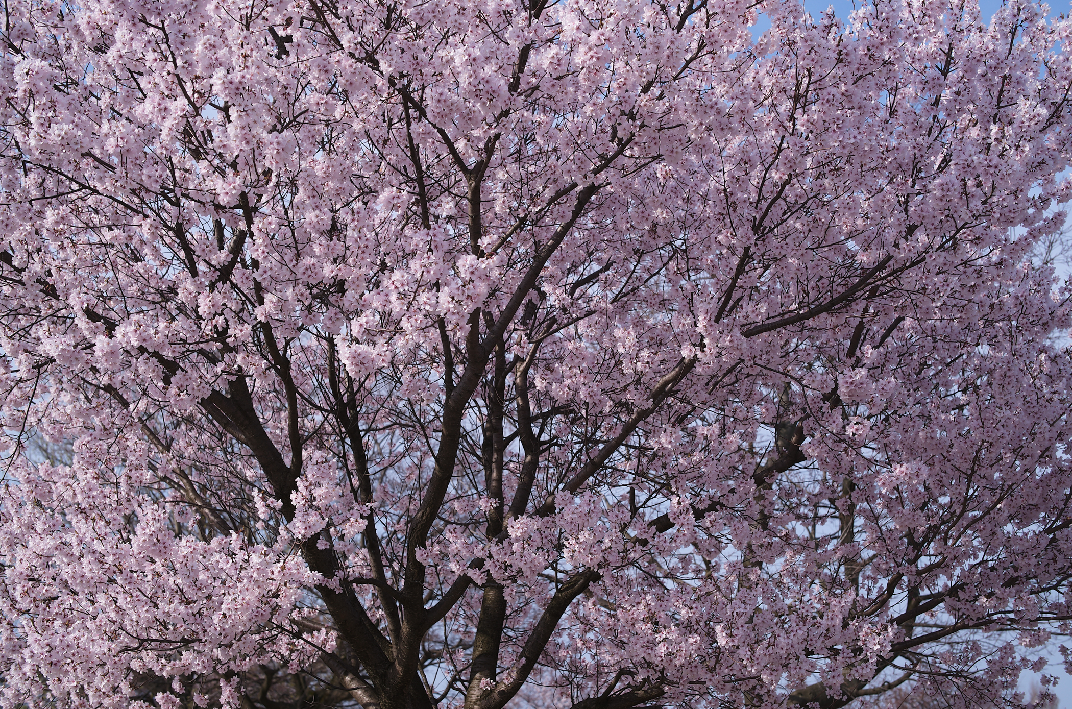 Next next cover image